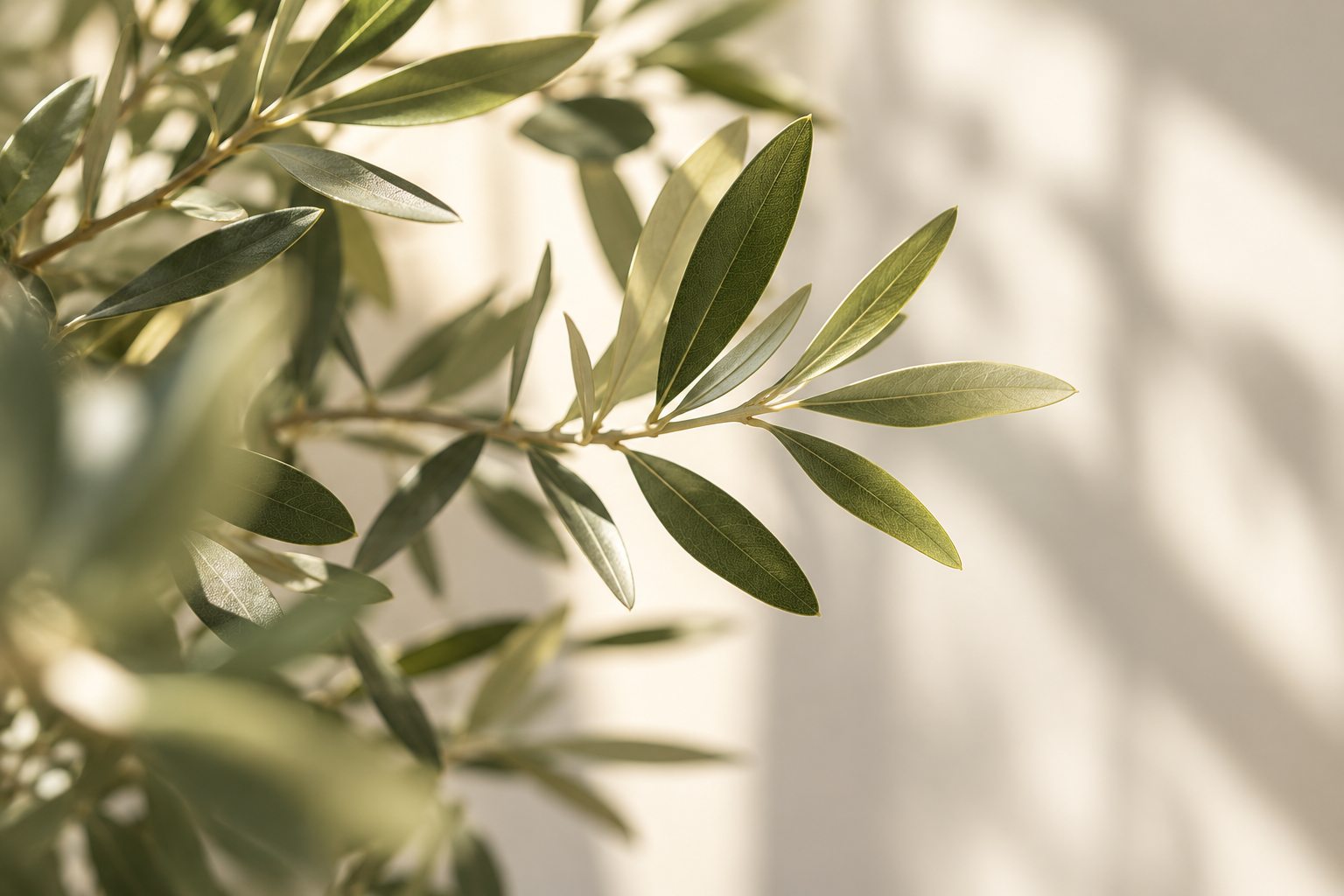 Soft morning light passing through green leaves